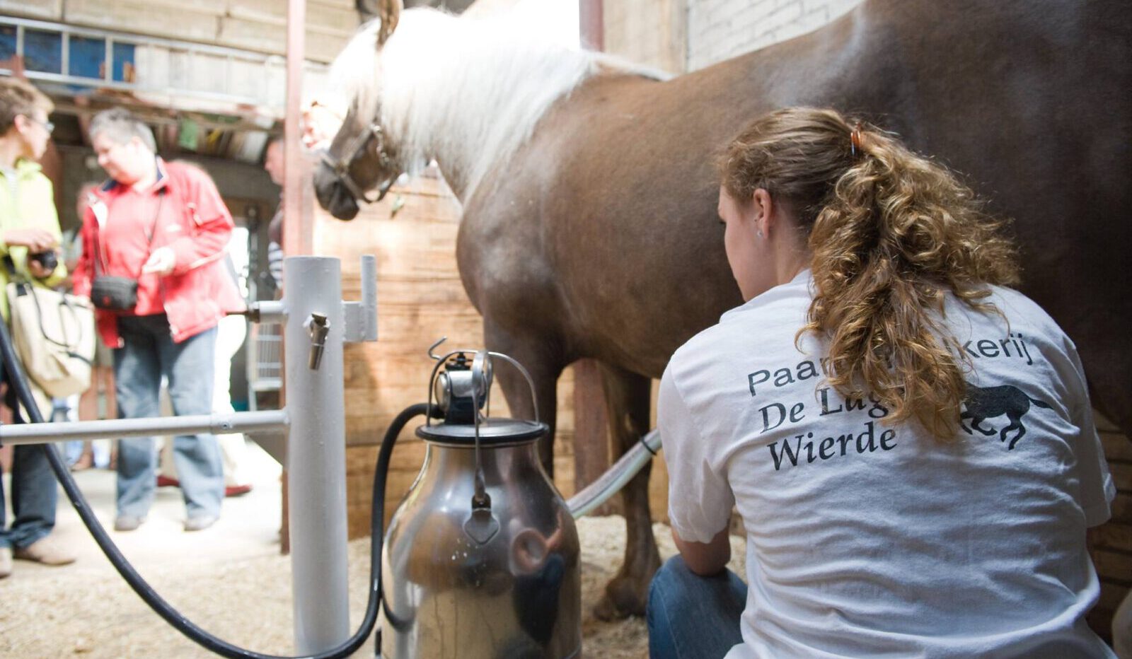 Wie gesund ist Stutenmilch? Wie melkt man Pferde? Wo kann man Stutenmilch kaufen?