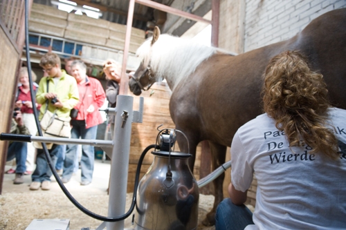 Excursie Paardenmelkerij de Lage Wierde