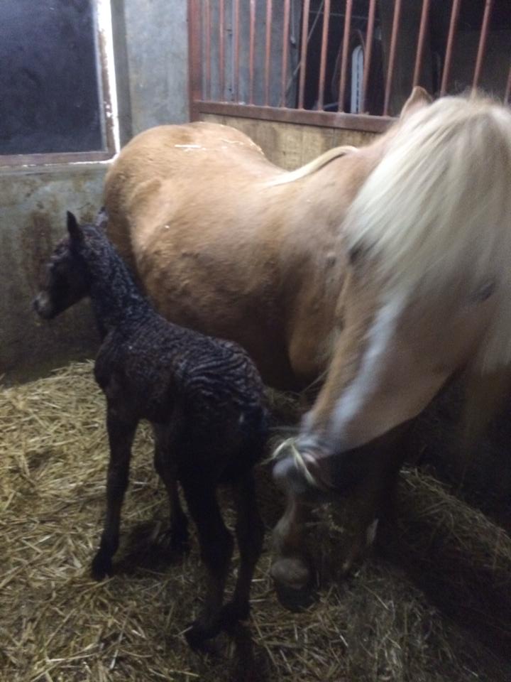 paardenmelkerij-delagewierde-eersteveulen-paardenmelk