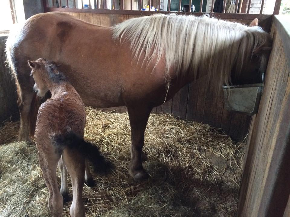 geboorte veulen paard