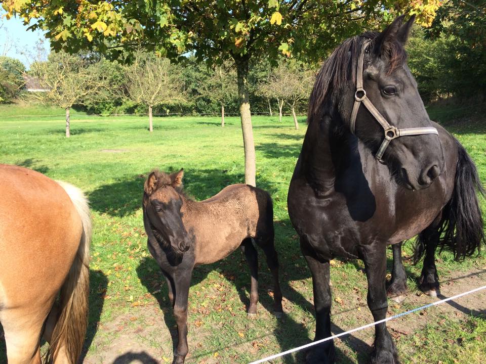 Open Dag Paardenmelkerij de Lage Wierde